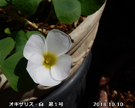 e0033229_185210100.jpg