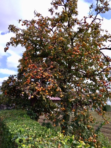 f0130642_21075251.jpeg