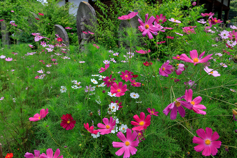 コスモスと紫陽花と（般若寺）_f0155048_23514660.jpg