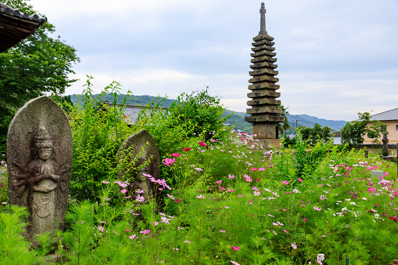 コスモスと紫陽花と（般若寺）_f0155048_23521123.jpg