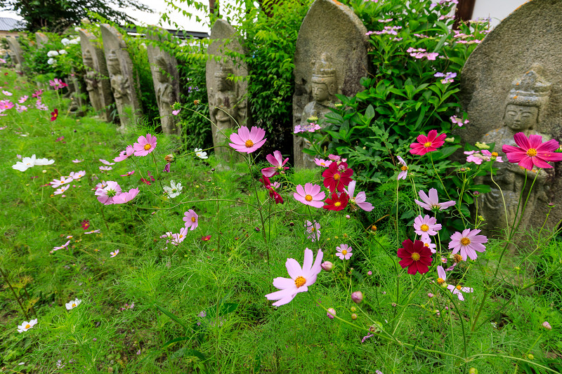 コスモスと紫陽花と（般若寺）_f0155048_23595431.jpg