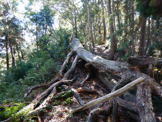 京都北山　桑谷山_d0231858_14464346.jpg