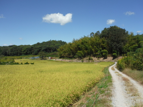 山の辺の道　ＭＴＢサイクリング_b0332867_00042787.jpg