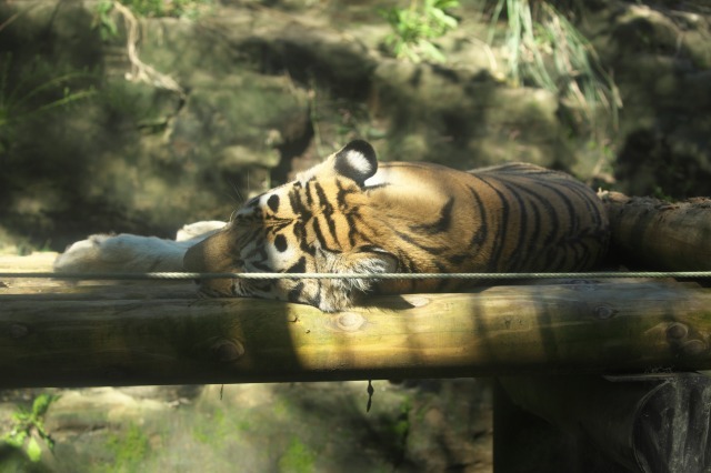 a0188771_22062869.jpg