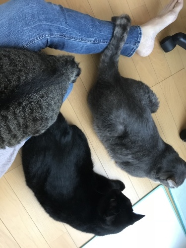 c0340786_07371098.jpeg