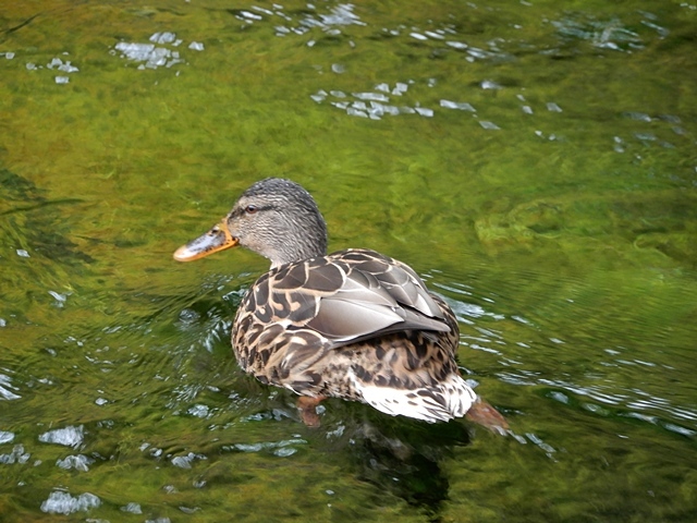 f0357487_21373820.jpg