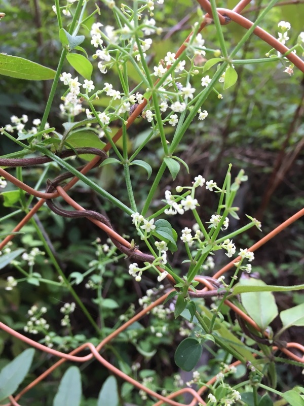 b0220002_20314110.jpeg