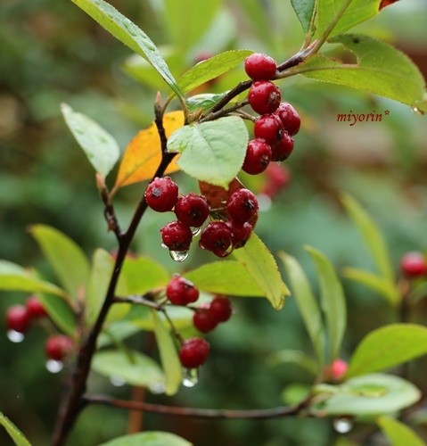 a0123003_09484727.jpg