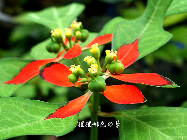 e0039703_16581640.jpg