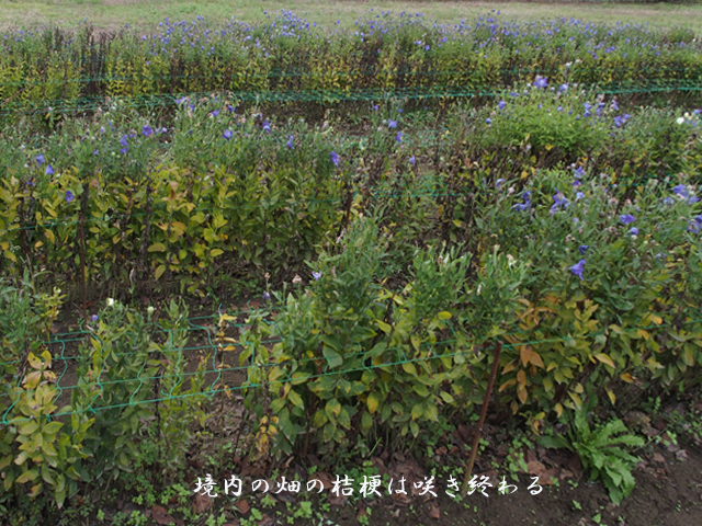 e0039703_23481115.jpg