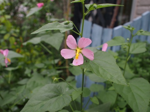 c0117007_22131140.jpg