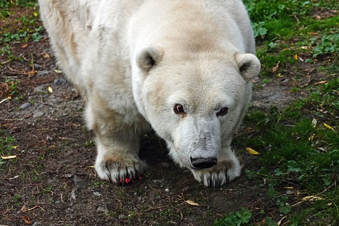 ボリシェリェーチェ動物園へ ～ グーリャさん、初めまして！！_a0151913_063035.jpg