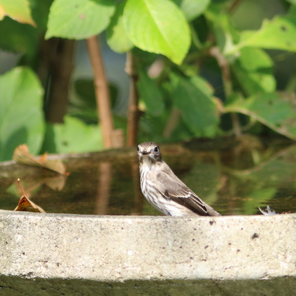お山のサブ水場に来たエゾビタキ GGY_d0346713_08092904.jpg