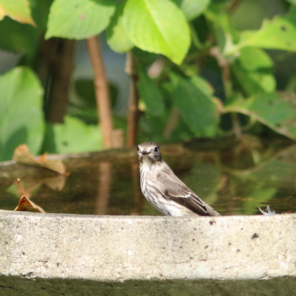 お山のサブ水場に来たエゾビタキ　　　　ＧＧＹ_d0346713_08092904.jpg