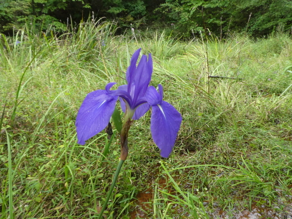 d0170615_17245431.jpg