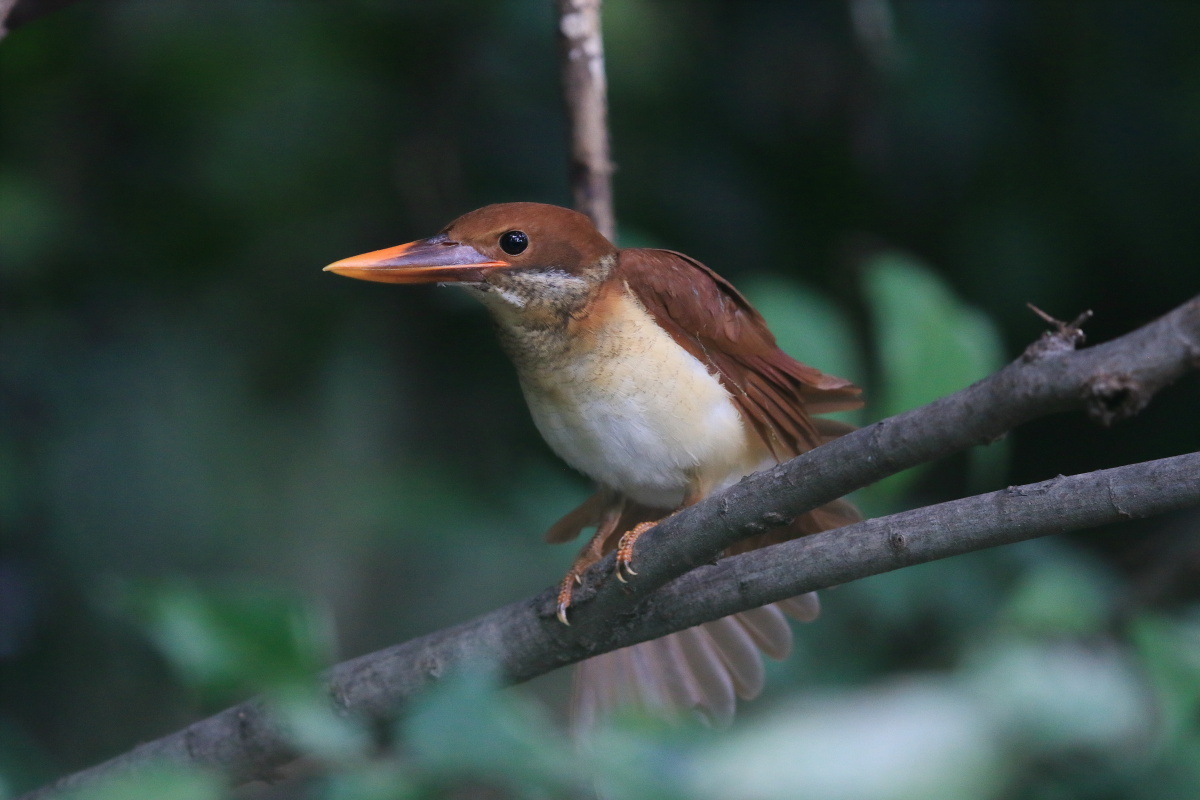 アカショウビン(幼鳥) Ⅴ エンゼルポーズ_f0369315_14311740.jpg