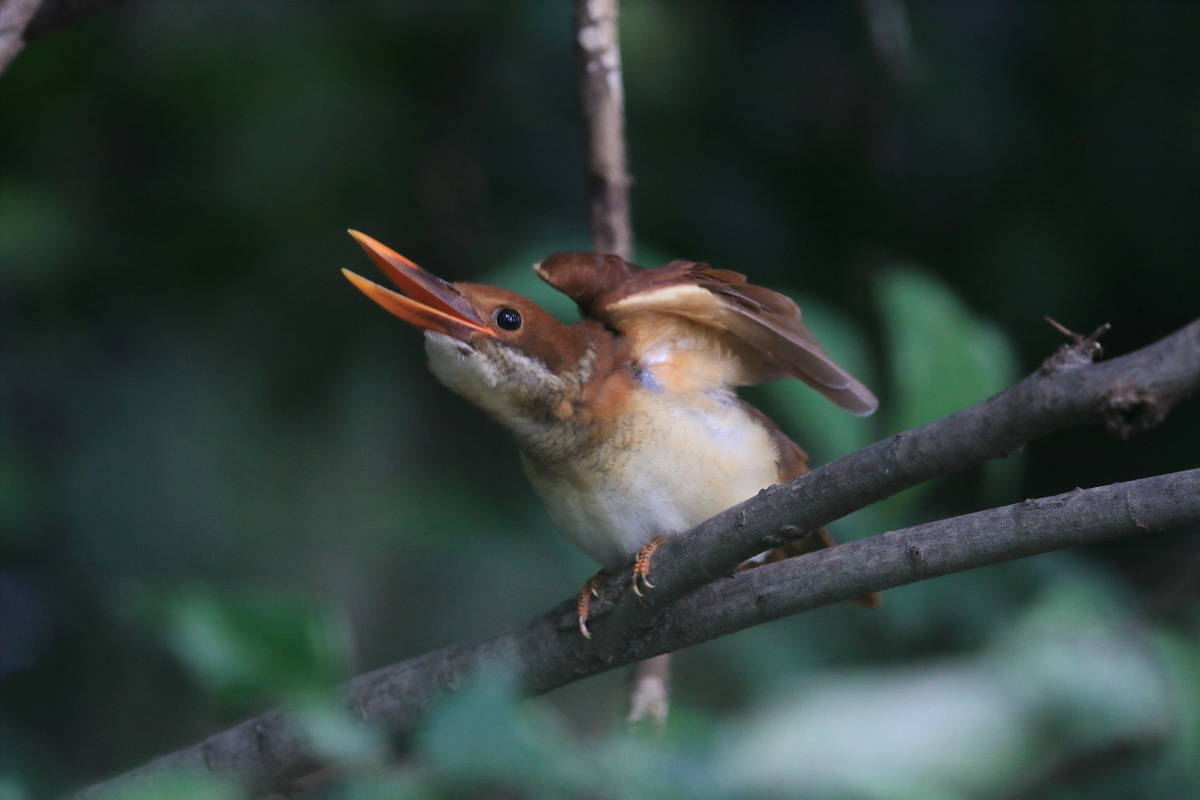 アカショウビン(幼鳥) Ⅴ エンゼルポーズ_f0369315_14311830.jpg