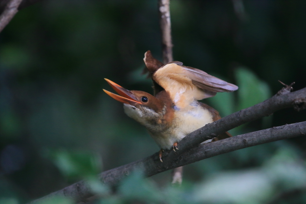 アカショウビン(幼鳥) Ⅴ エンゼルポーズ_f0369315_14311863.jpg