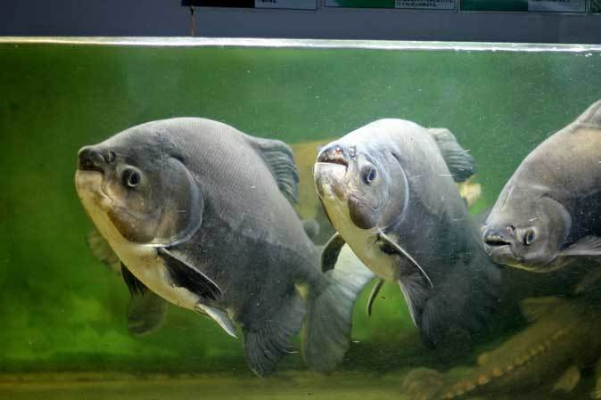 東京タワー水族館~ブラックコロソマ軍団_b0355317_22051203.jpg