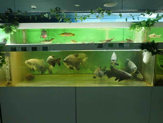 東京タワー水族館~ブラックコロソマ軍団_b0355317_22080398.jpg