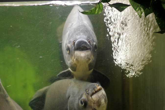 東京タワー水族館~ブラックコロソマ軍団_b0355317_22091363.jpg