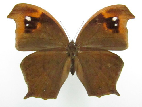 林の中の忍者達 クロコノマチョウ秋型♀ ツマグロ型 : 私の天狗蝶