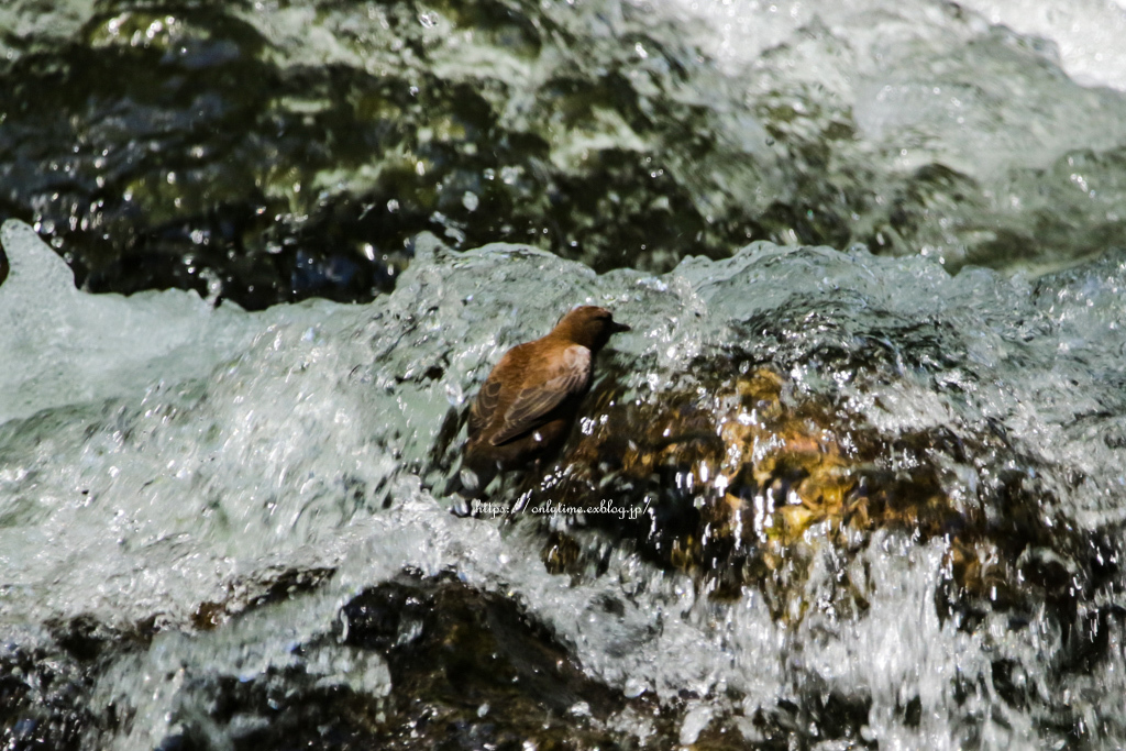 b0181125_08454074.jpg