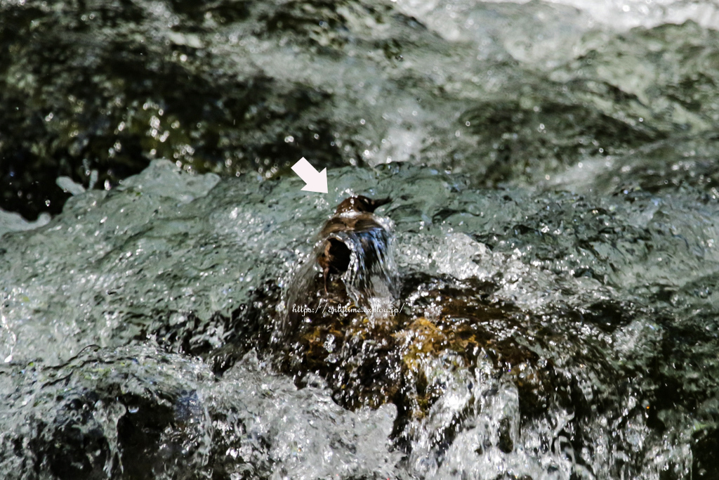 b0181125_08454738.jpg