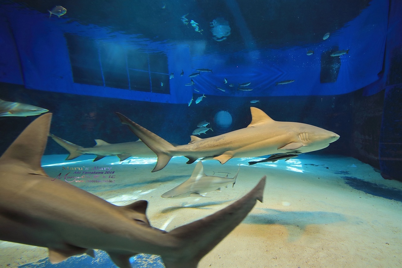 まゝに/10月の夏休み.沖縄4 美ら海水族館_d0342426_23285139.jpg