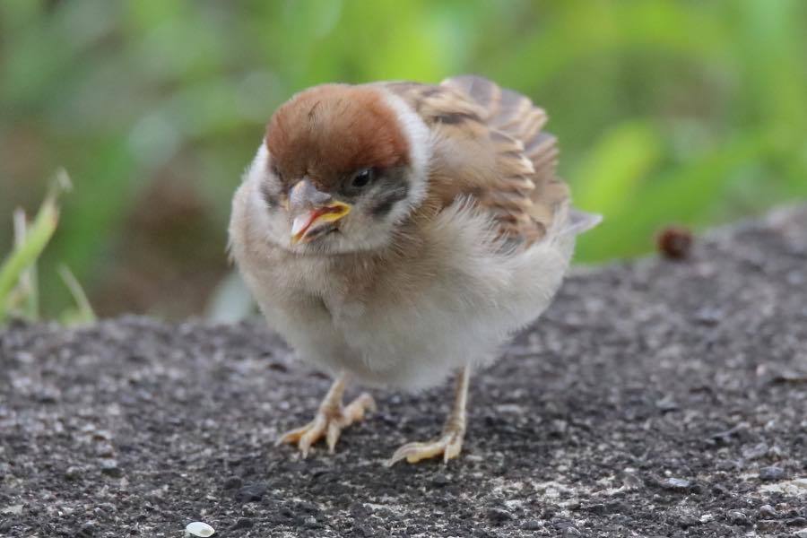 逃げないスズメの幼鳥 四十雀の欣幸 野鳥写真日記