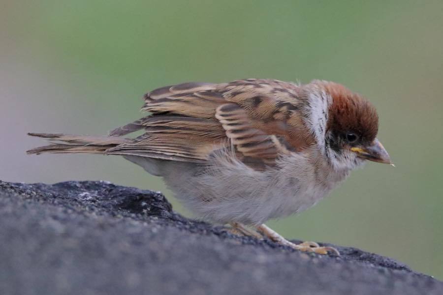 逃げないスズメの幼鳥 四十雀の欣幸 野鳥写真日記