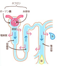 妊娠へのプロセスその１　～排泄～_b0393239_16182441.jpg