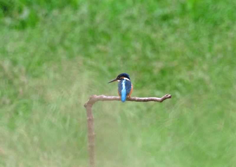 d0290240_09302929.gif
