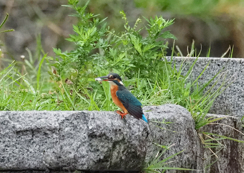 d0290240_09320877.gif