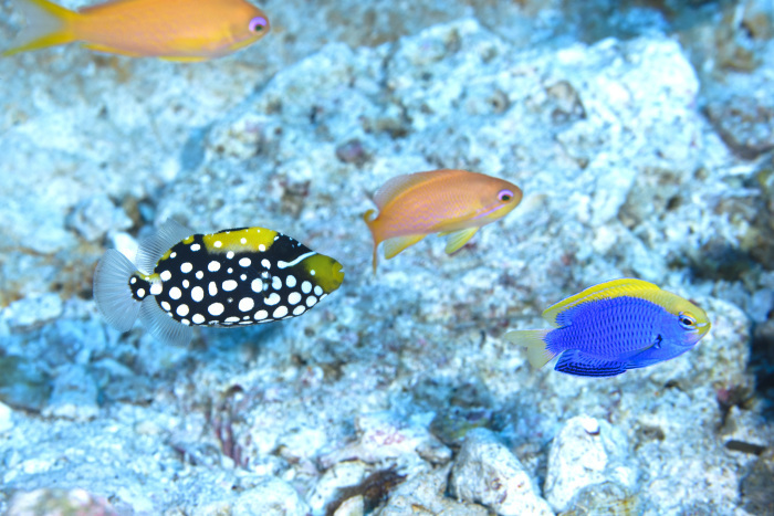 冬の兆しとモンガラカワハギ科の幼魚たち_b0186442_23424302.jpg