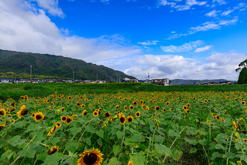 え！？今頃ひまわり大原野（なんやかんや！大原野）_f0155048_22471378.jpg