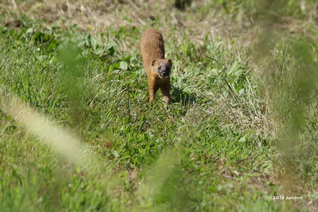 ハシビロガモ部分白変_e0365050_12091926.jpg