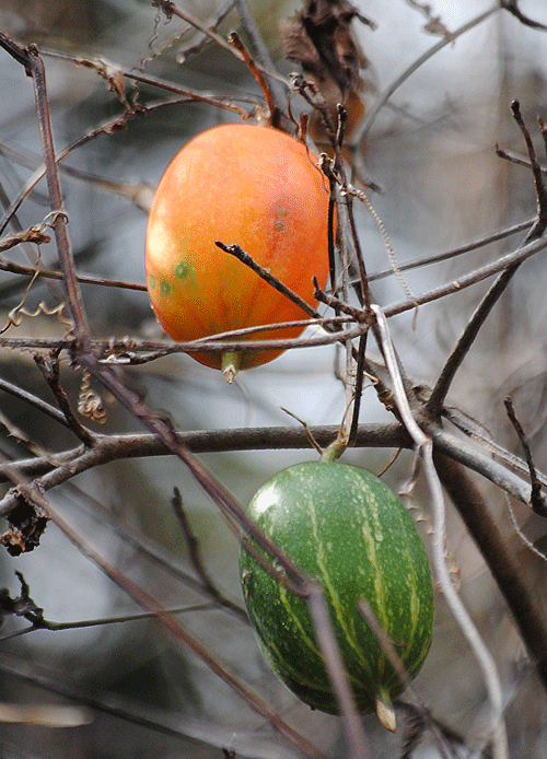 a0001354_20270956.gif