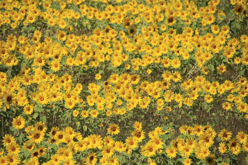 a0167759_12224175.jpg
