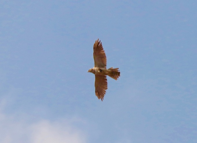 a0248459_15293439.jpg