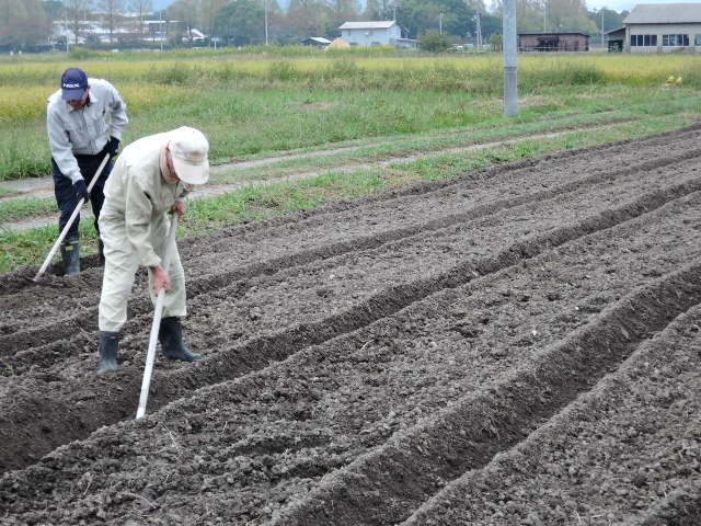 芽が出ました。_a0144564_1104763.jpg