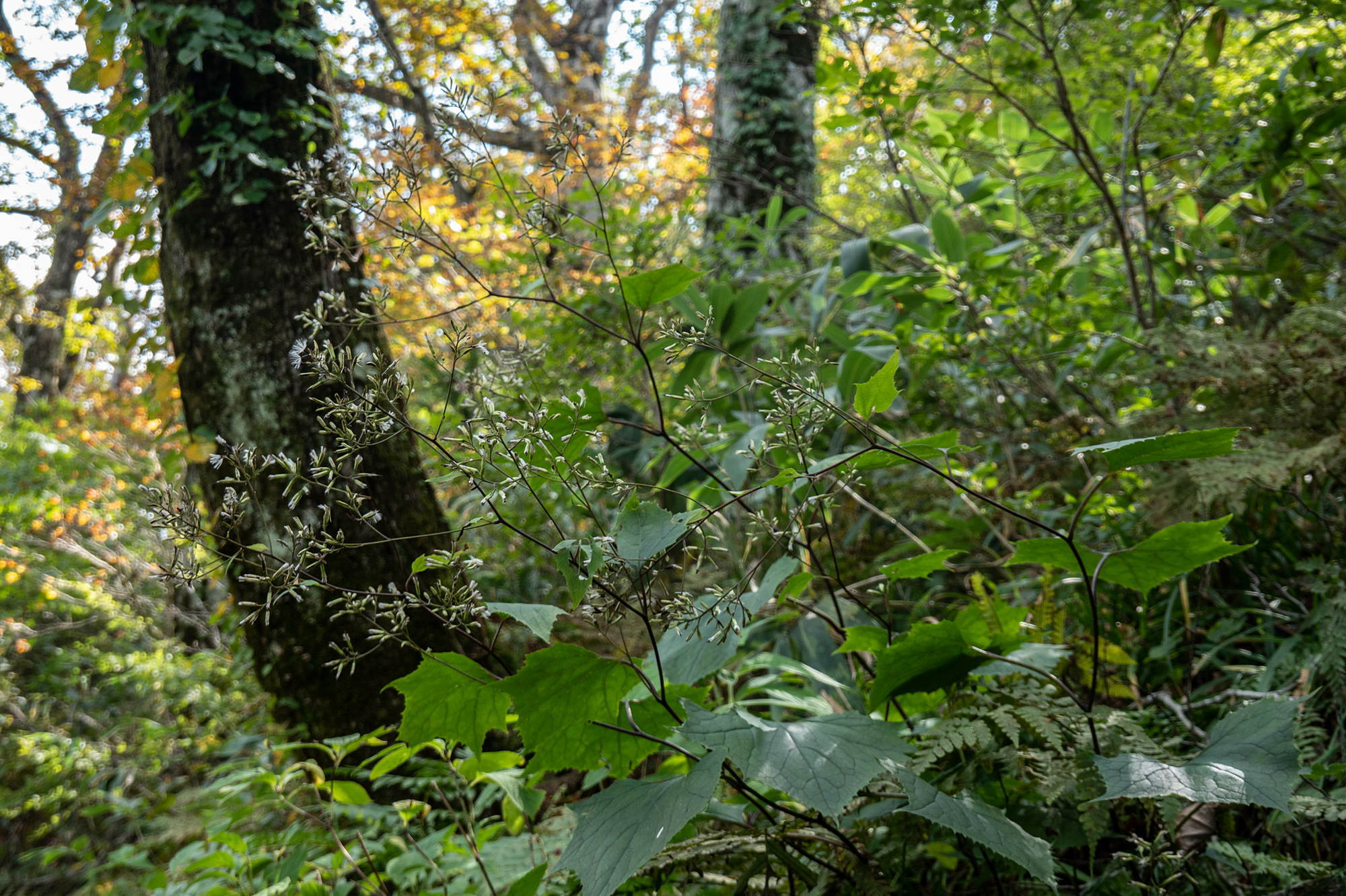 e0015567_07432340.jpg