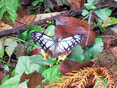 f0140773_11255233.gif