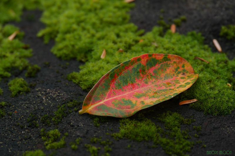 Lonely Leaf_b0150077_10213755.jpg