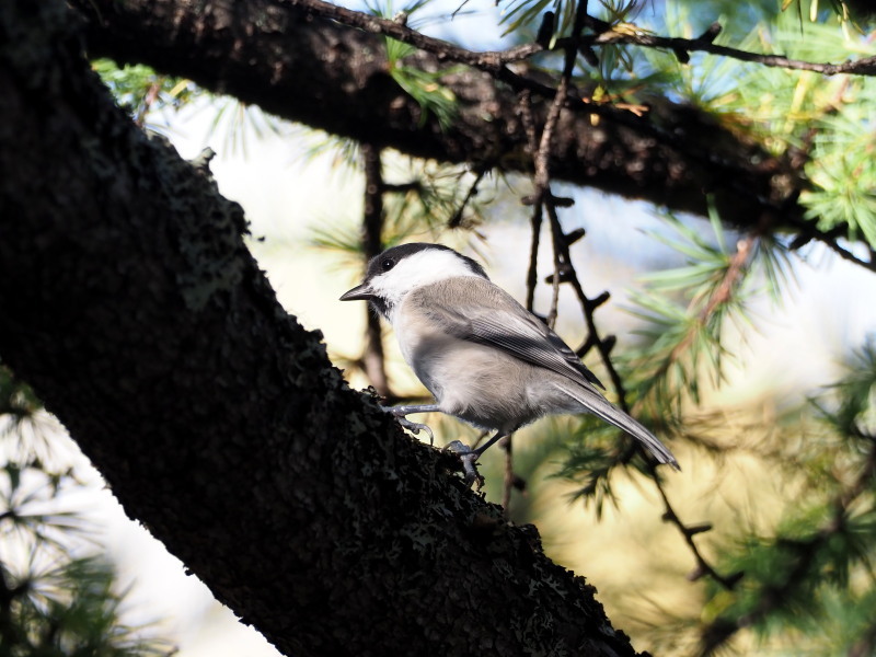 湯川沿いのコガラ_f0372177_22004589.jpg