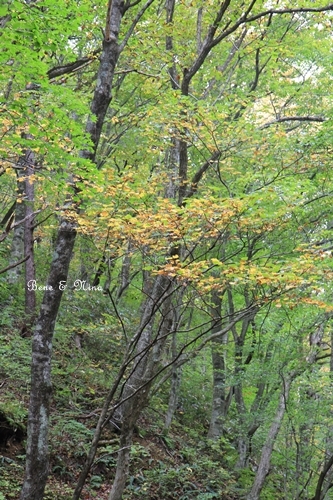 c0283778_16382700.jpg