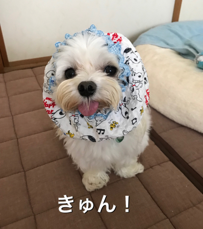 b0193480_14025022.jpeg