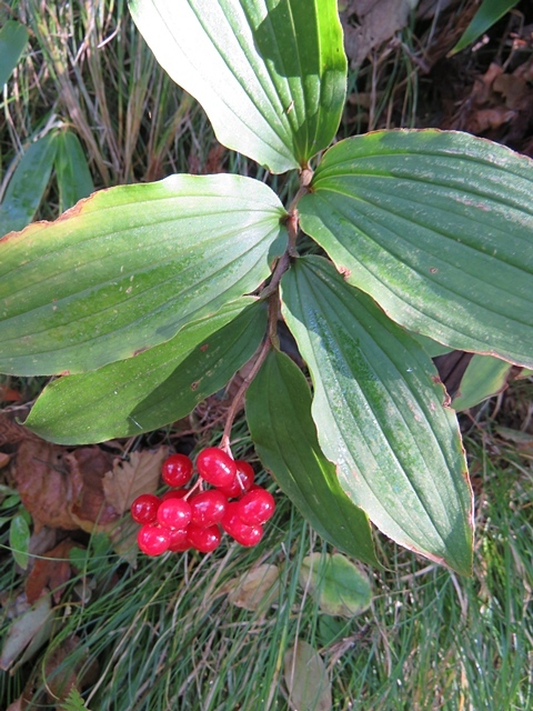 f0357487_14271440.jpg
