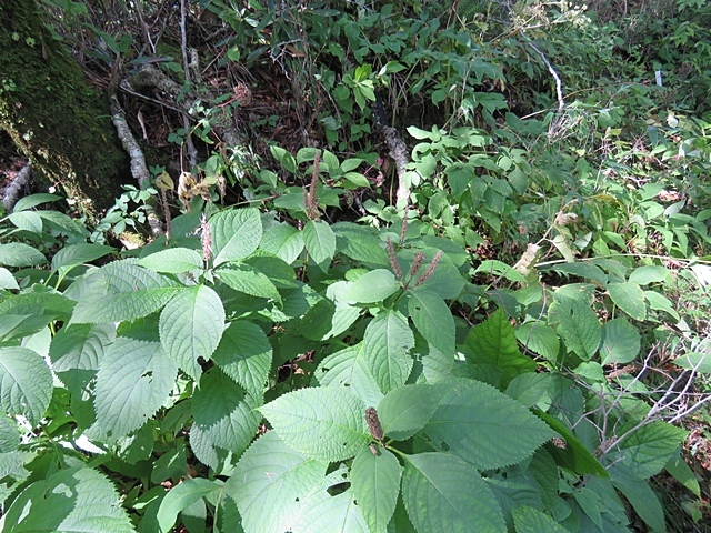 f0357487_14275714.jpg