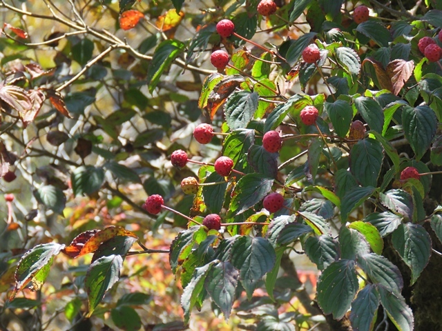 f0357487_14282155.jpg